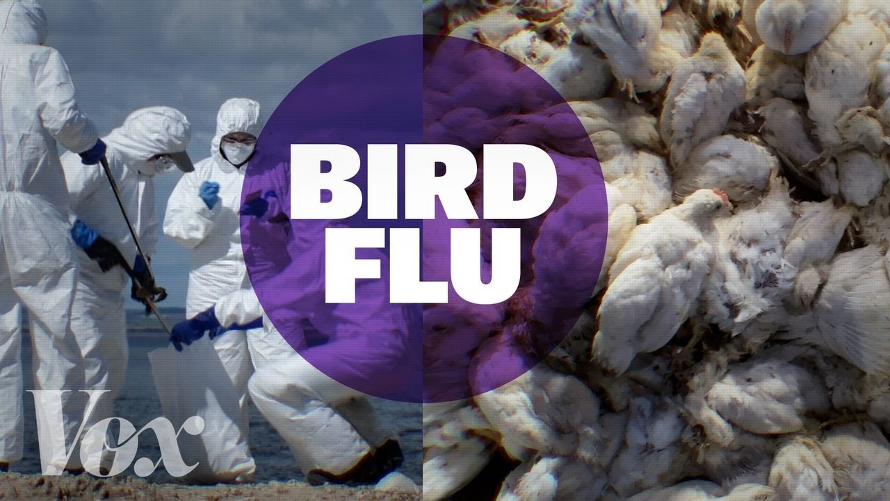 Bird Flu