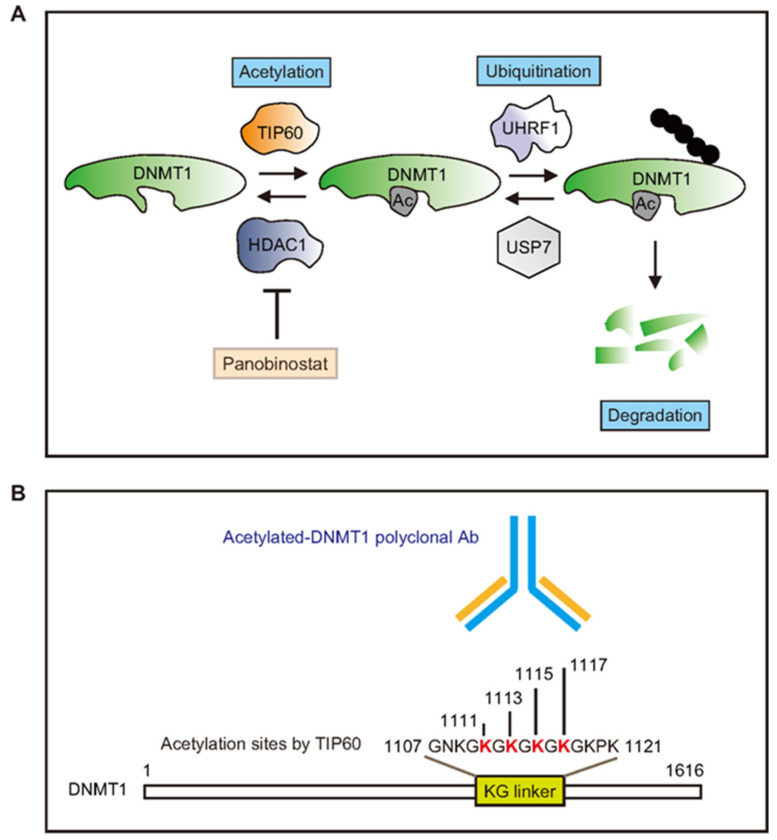 DNMT, HDAC